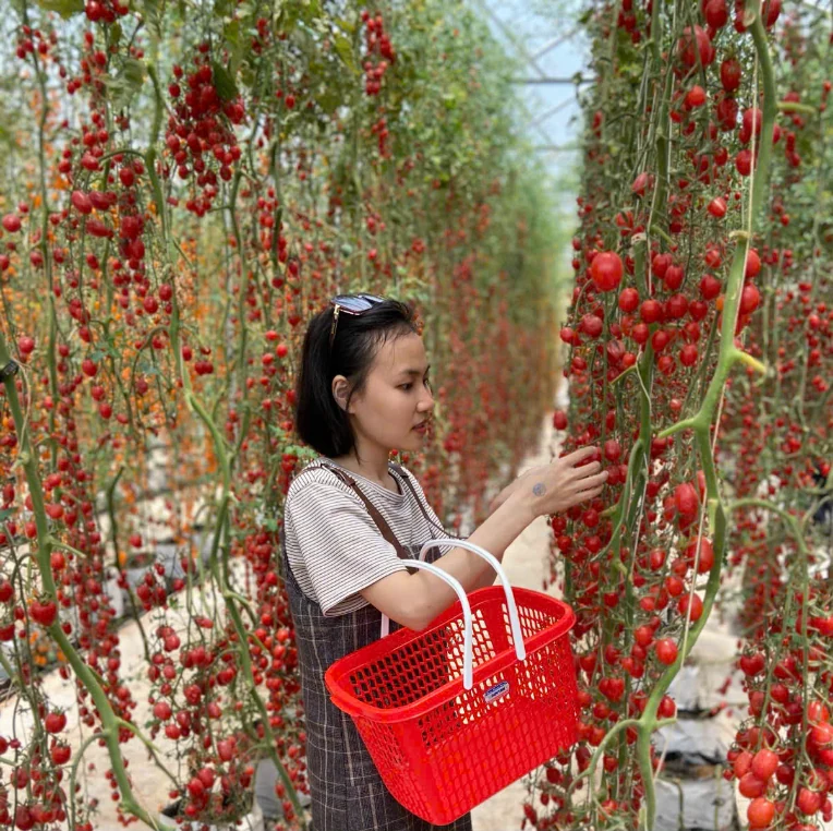 Chị Hoa đứng hái cà chua bi trong nhà kính, tay cầm giỏ nhựa màu đỏ